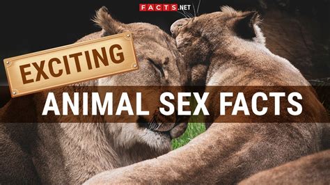 Is it illegal to watch animal porn, and does it raise questions about the boundaries of morality and legality?