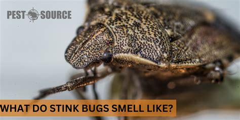 What Animal Eats Stink Bugs? And Why Do They Smell So Bad?