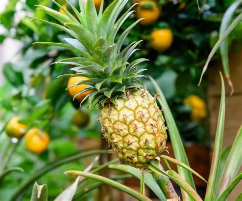 What's the Weather in Hawaii in December? And Why Do Pineapples Love It?