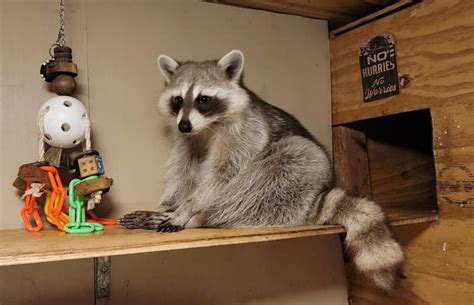 Where Can You Have a Pet Raccoon: Exploring the Unusual and the Unexpected